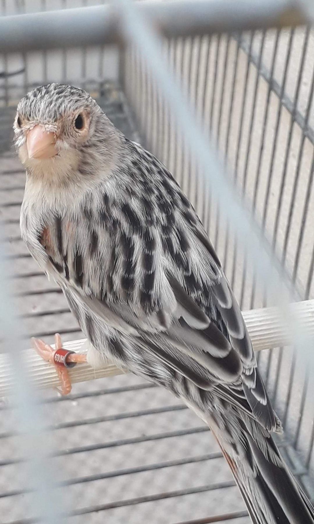 canari tineret,masculi,femele ,hibrizi