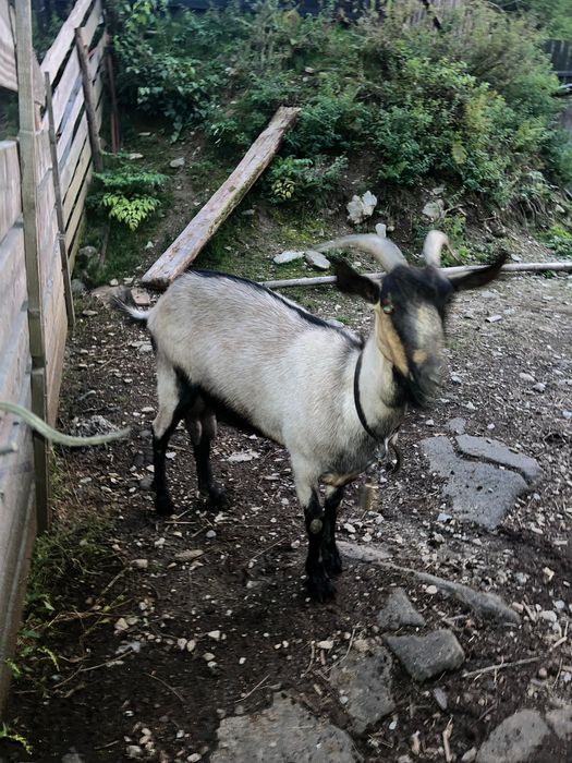 Vand capră de rasă!