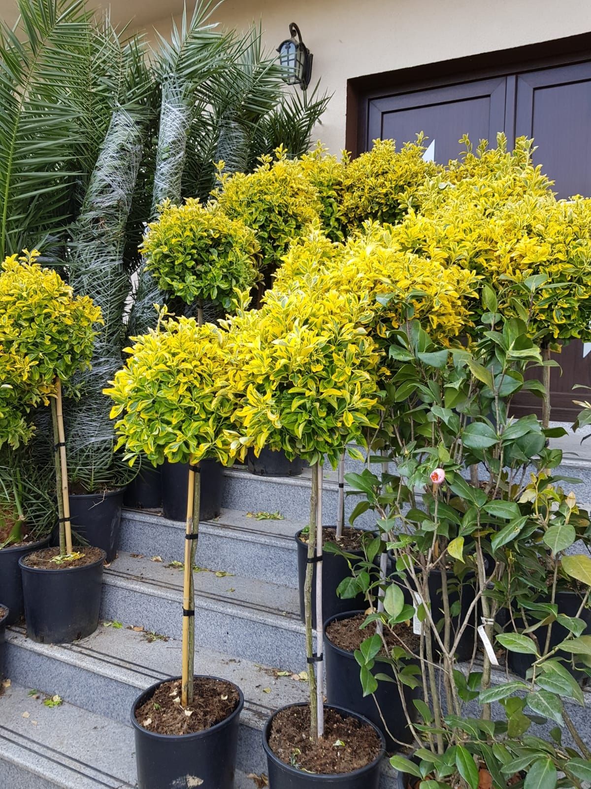 Vand diferite plante ornamentale pentr o gradina modernă