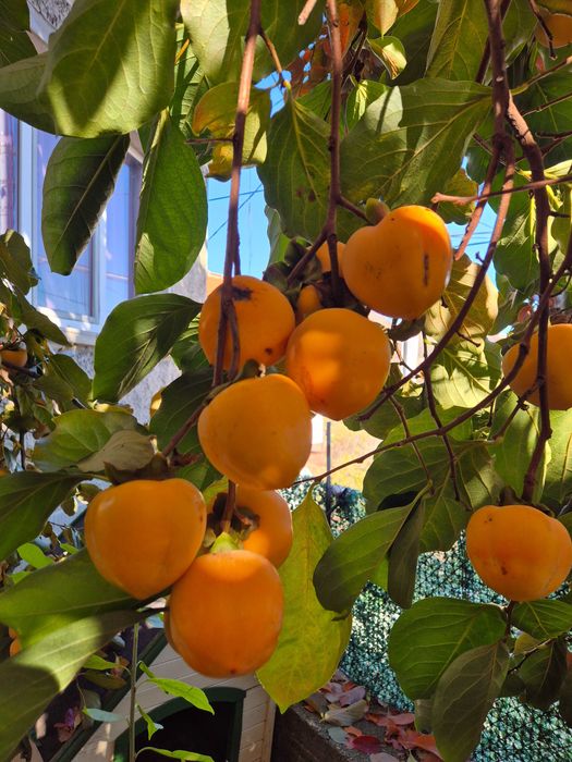 Домашна Райска Ябълка