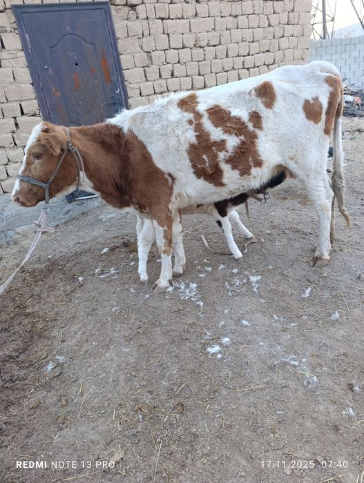 Бұзаулы сиыр сатылады