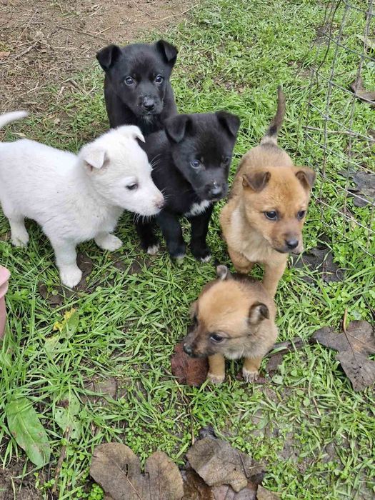 Подарявам! Малки кученца