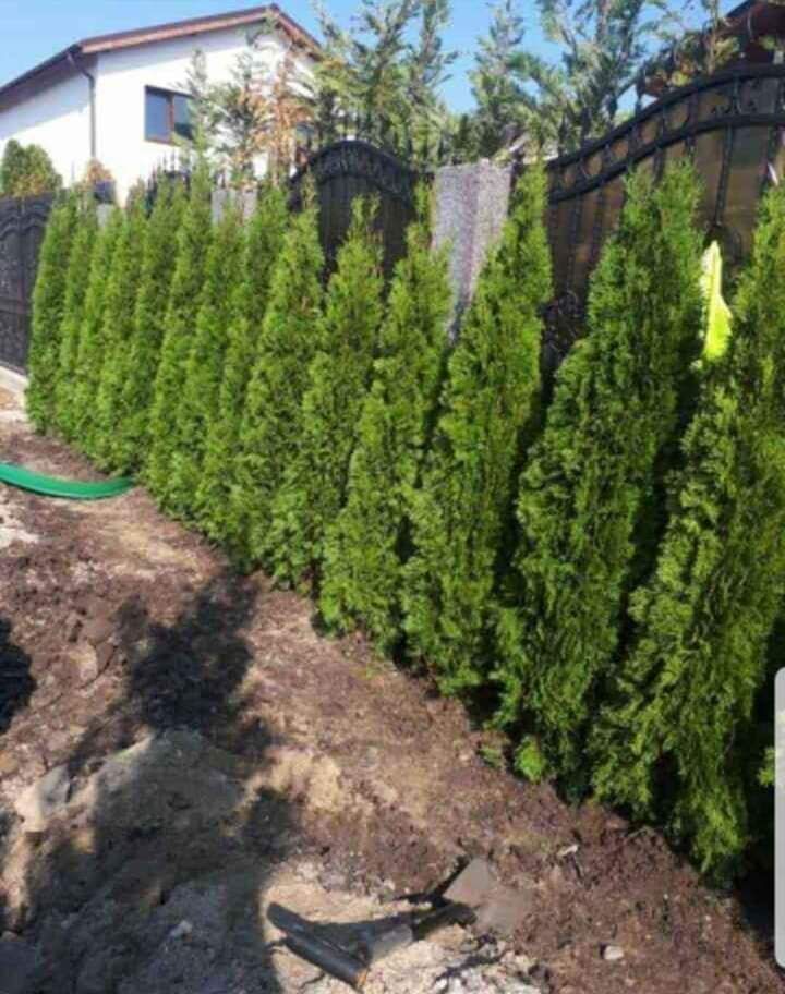 Vă oferim o gama foarte mare de plante ornamentale gazon rulou etc