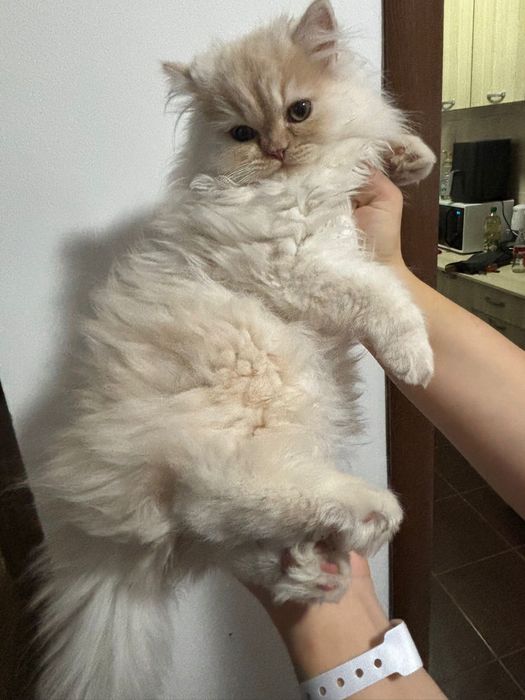 Pui persan chinchilla