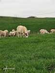 Oi turcane de vanzare oile au doua fatari