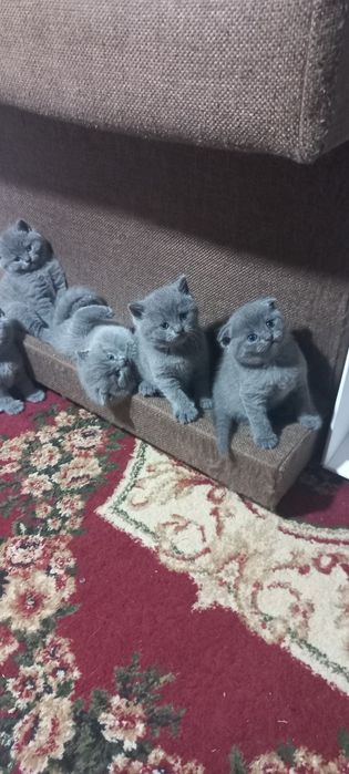 Продаются породистые  шотландские  котята  Скотиш  фолд и страйт