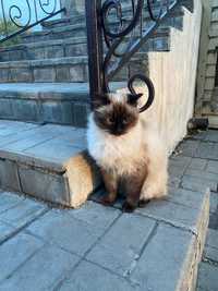 Стерилизованная Сиамская кошка ищет дом