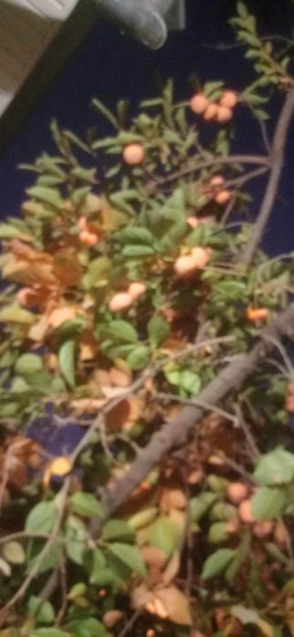 Xurmo hurmo хурмо