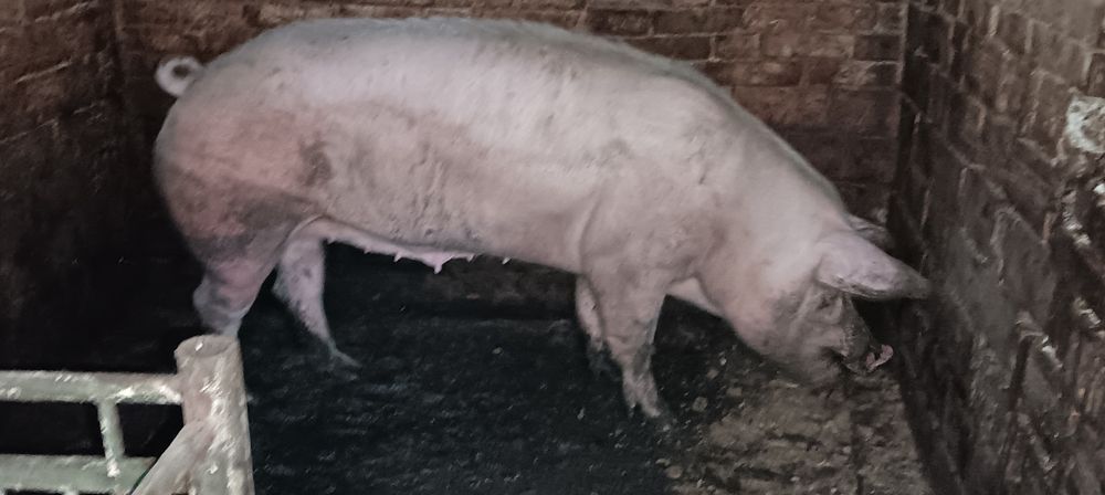 Продавам свиня около 200 - 220 кг