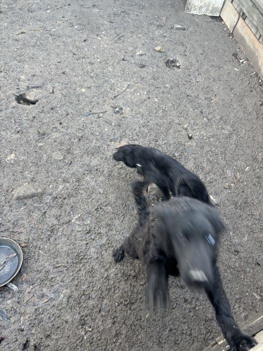 Catei de intors oile