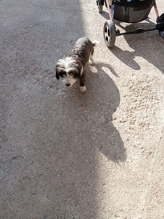 Bichon havanez 2 cățelușe