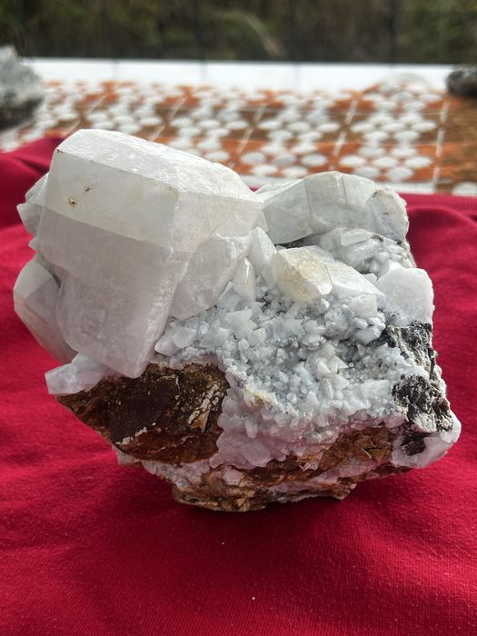 Flori de minâ de vanzare pentru de la la telefon