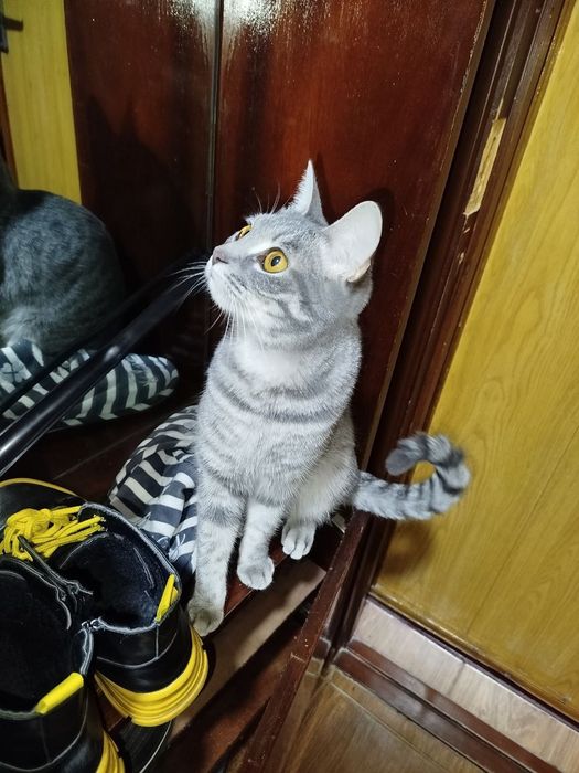 Продою   Кошку шотланский срочно