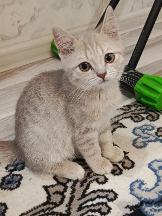 Qiz bola 700ming