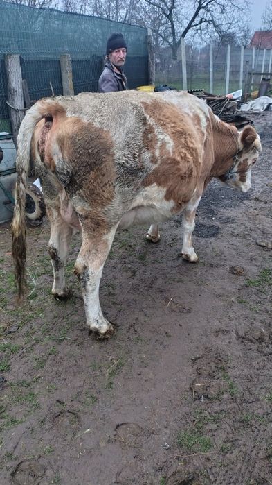 Junincă gestantă in 8 luni