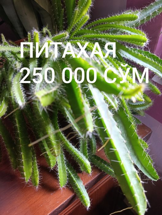 Распродажа Цветы Гуллар