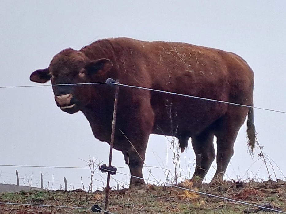 Vand taur angus de origine certificat