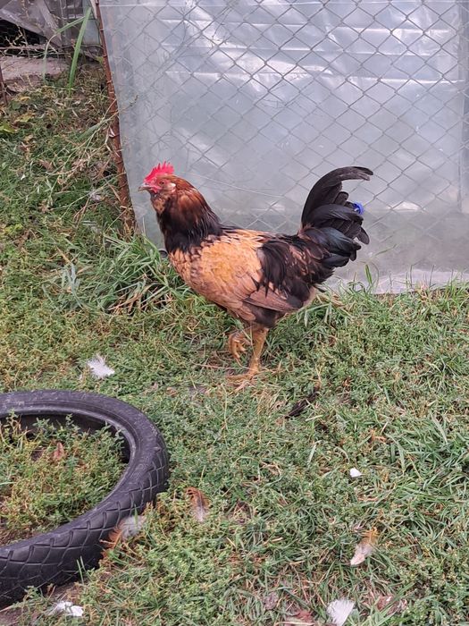 Vand cocosi Ameraucana, Italiana, Brahma si metiși