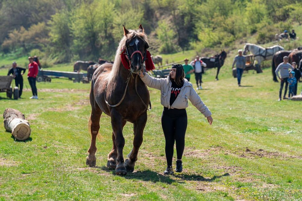 Armăsar de vânzare