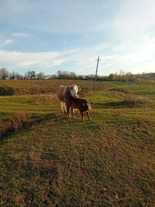 Vind vaca baltata germana cu vitel la prima fatare