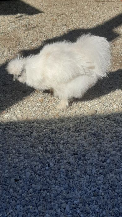 Cocoș Matase japoneza