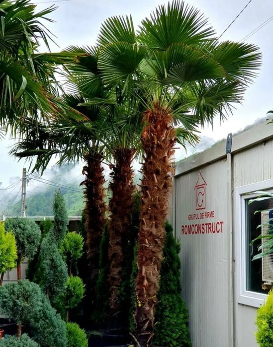 Palmieri 2.m-4m oferim transport, rezista la frig, Plante exotice