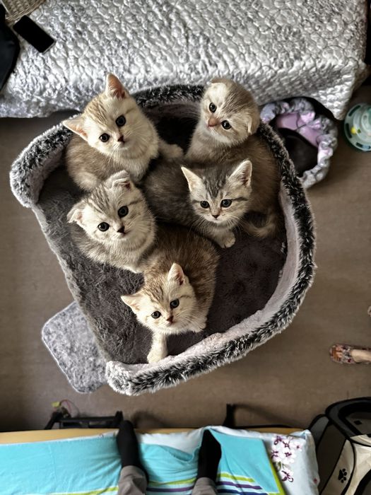 Ищете пушистого друга? Шотландские котята!