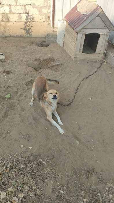 Отдам даром собаку