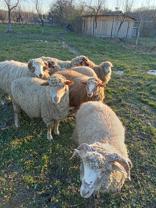 Oi de vânzare în Cobia