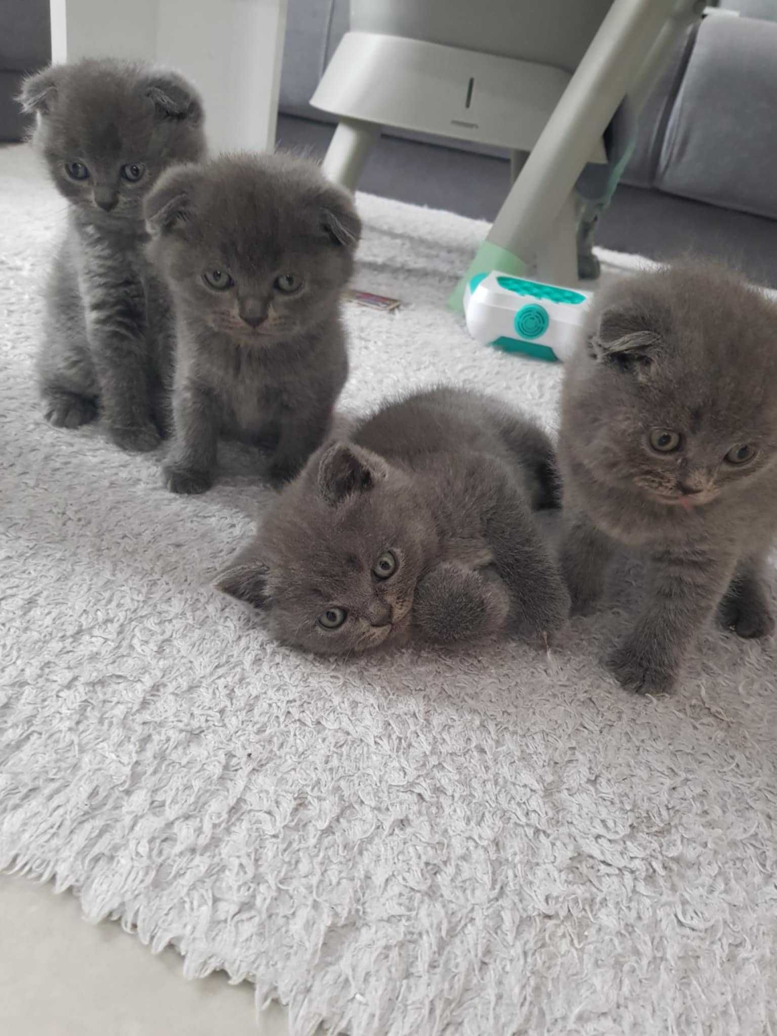 Шотландски клепоухи и правоухи котенца