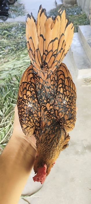 Bollari sotuvda sibrayt 2+2