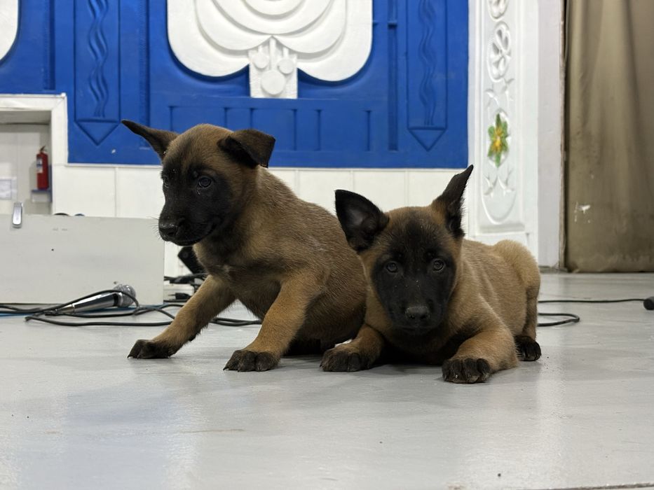 Бельгийская овчарка малинуа