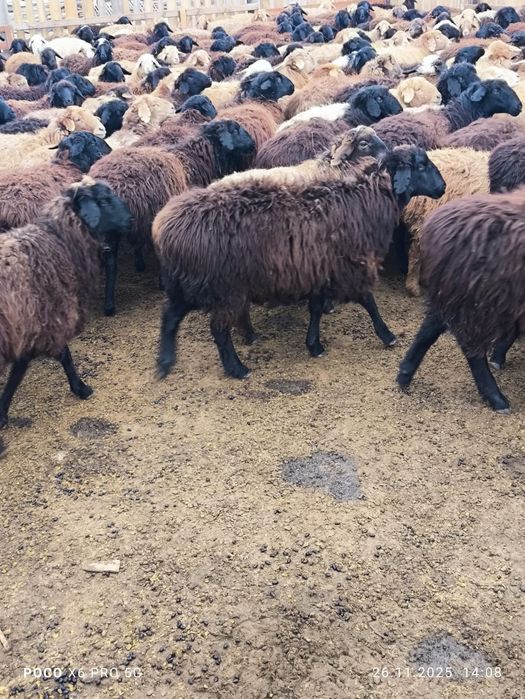 Оптом ұрғашы тоқтылар сатылады/продаются ярки оптом