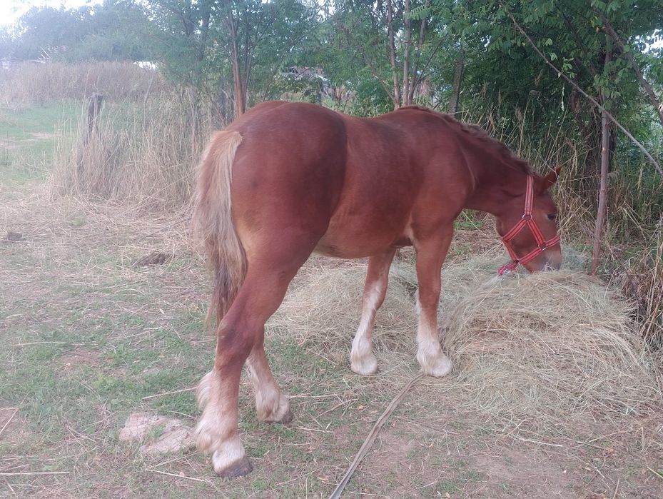 Vând/schimb cu animale,auto etc