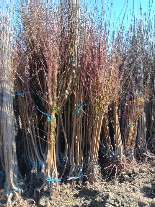 Pomi fructiferi de vânzare!