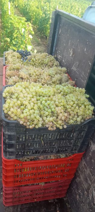 Avem struguri de vin de cea mai analta calitate