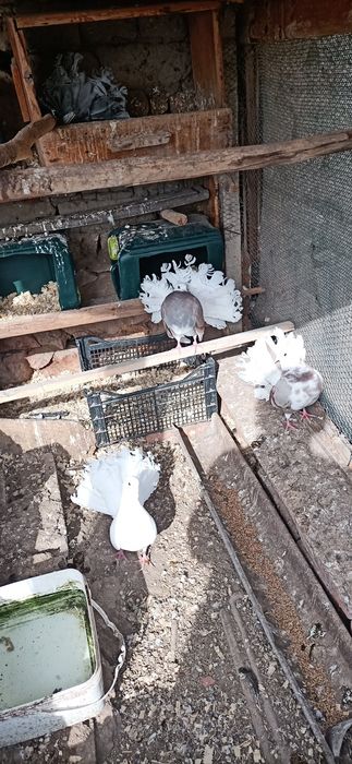 Продавам декоративни птици.