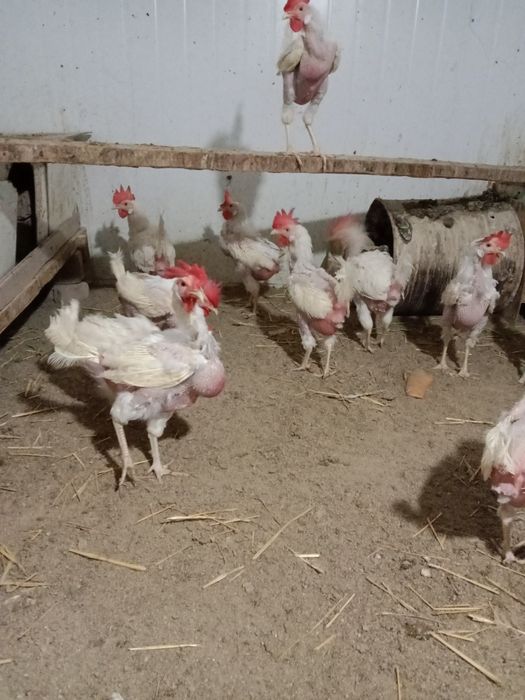 Продаются курицы нисушки