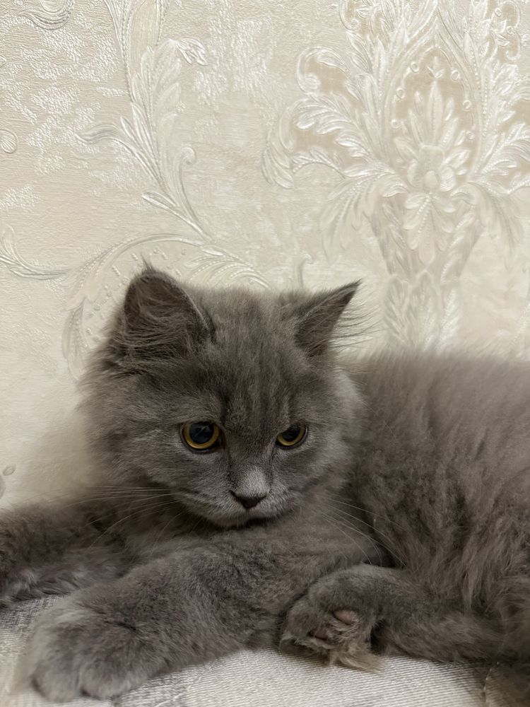 Скоттиш страйт хейлант