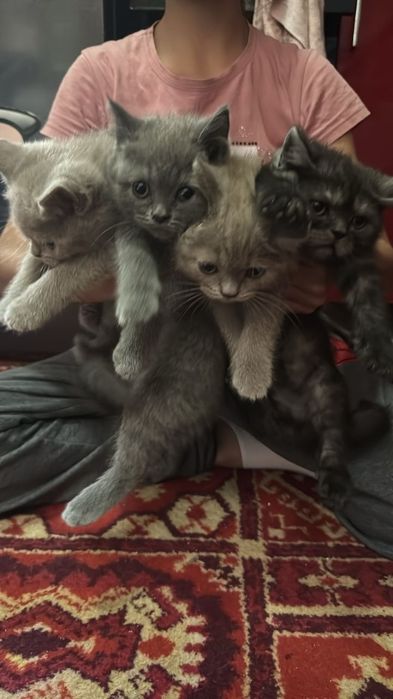 Шотландские котята