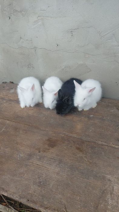 Iepurasi cap de leu o lună, 3 masculi si o femelă preț 60 lei,nu fac s