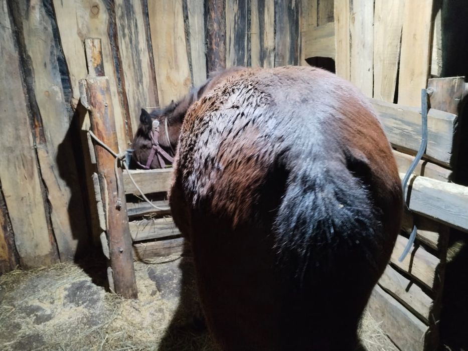 Продам тай 1.5 года