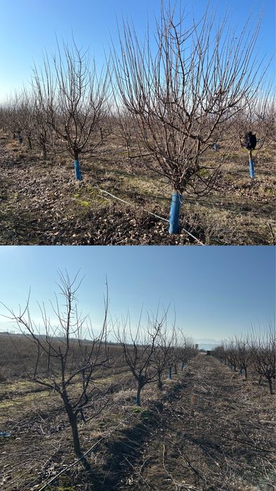 Резитба на овощни градини