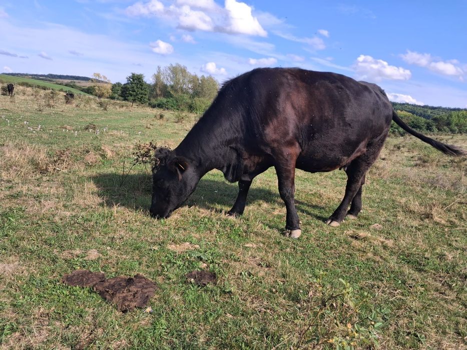 Vand lot de 12 vaci angus