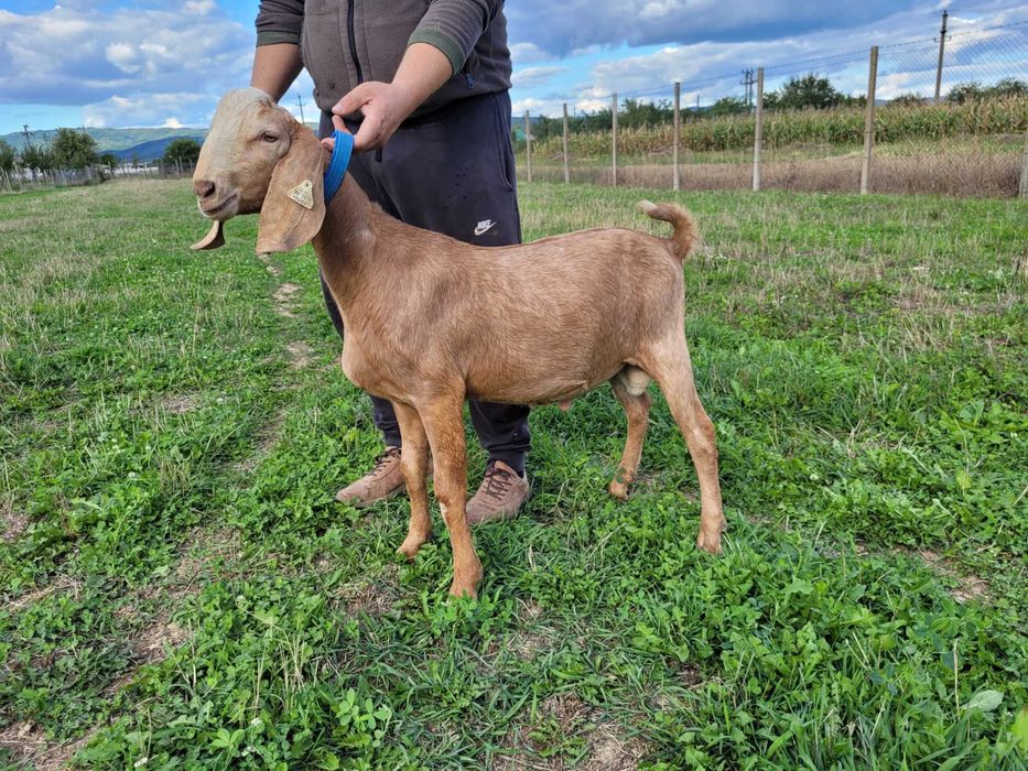 Tap rasa anglo nubian cu certificat de origine pedigree