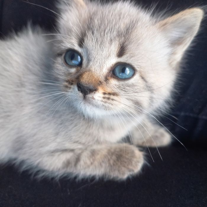 Британка один месяц