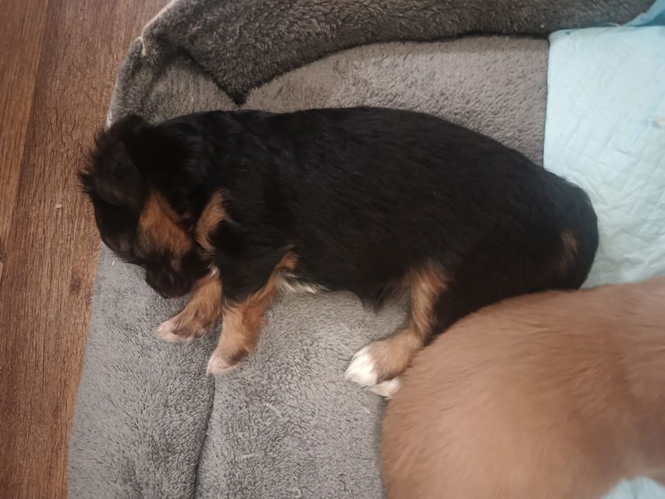 Donez 3 cateluse. Azi (sâmbătă, 08.11) au 5 săptămâni