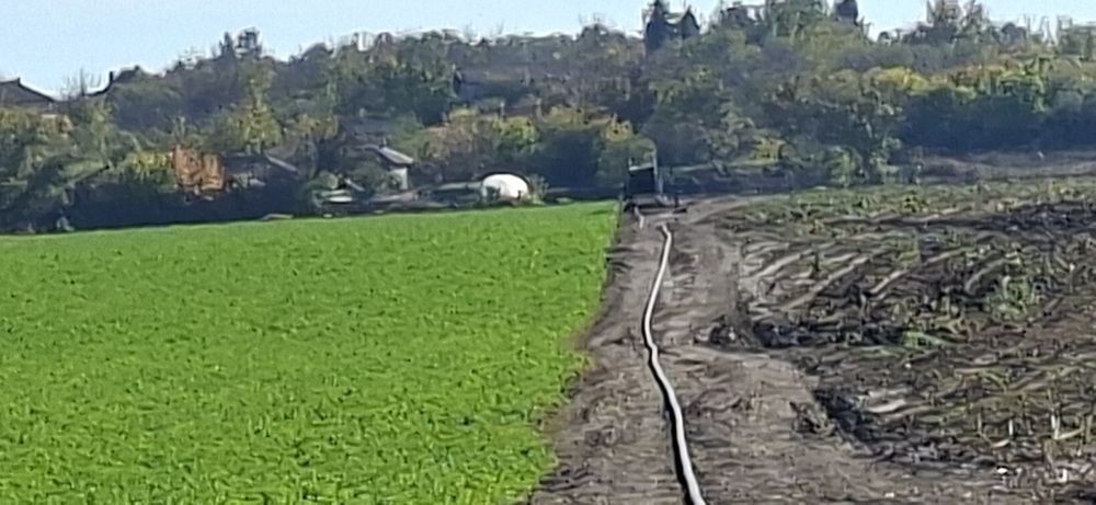 Продавам малки Бали ЛЮЦЕРНА