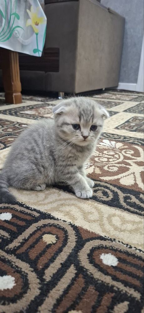 скоттиш фолд британский