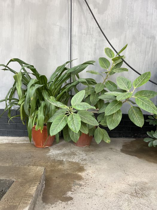 Гул ишкивозлари учун тезкор сотилади